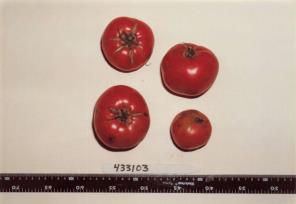 Click for 1 image(s) for this accession. FRUIT